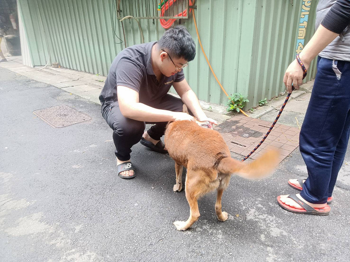 聞到熟悉的味道後，大黃知道是認識的人就願意給摸摸。 圖：新北市動保處提供