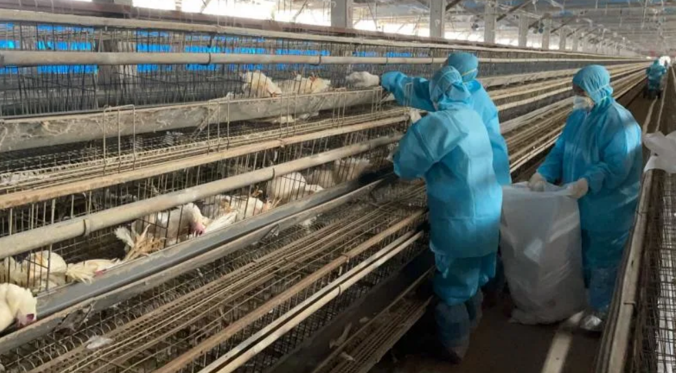 12 月中旬至今彰化縣共發生 7 場 H5N1 亞型高病原性家禽流行性感冒疫情，動物防疫所提醒養禽場應持續加強檢視。 圖: 彰化縣動物防疫所提供