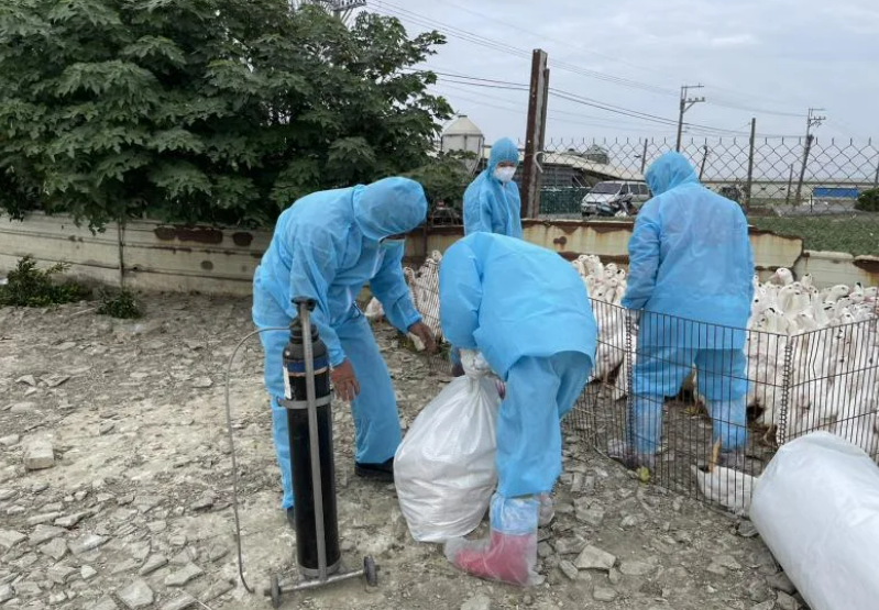 彰化縣 4 禽場確診禽流感，合計撲殺 4 萬 2,888 隻蛋雞及肉鴨。 圖: 彰化縣動物防疫所提供