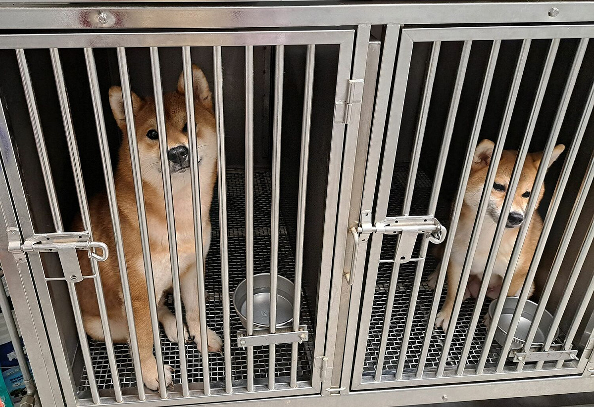 犬隻社會化良好每日定時外出活動。       圖：新北市動保處提供