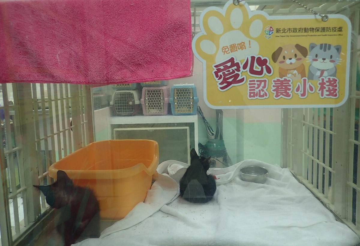 業者成立認養小棧協助動保處送養貓隻。   圖：新北市動保處提供