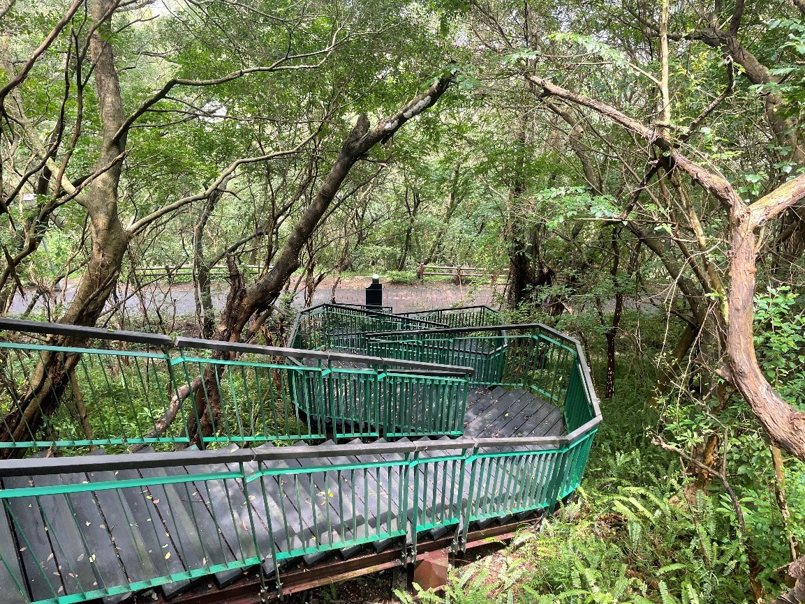 五股水碓觀景公園垂直銜接森林步道的階梯。 圖：新北市景觀處提供