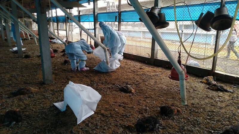防疫人員針對彰化二水染疫雞場，展開人道投藥撲殺相關工作。 圖：動防所/提供