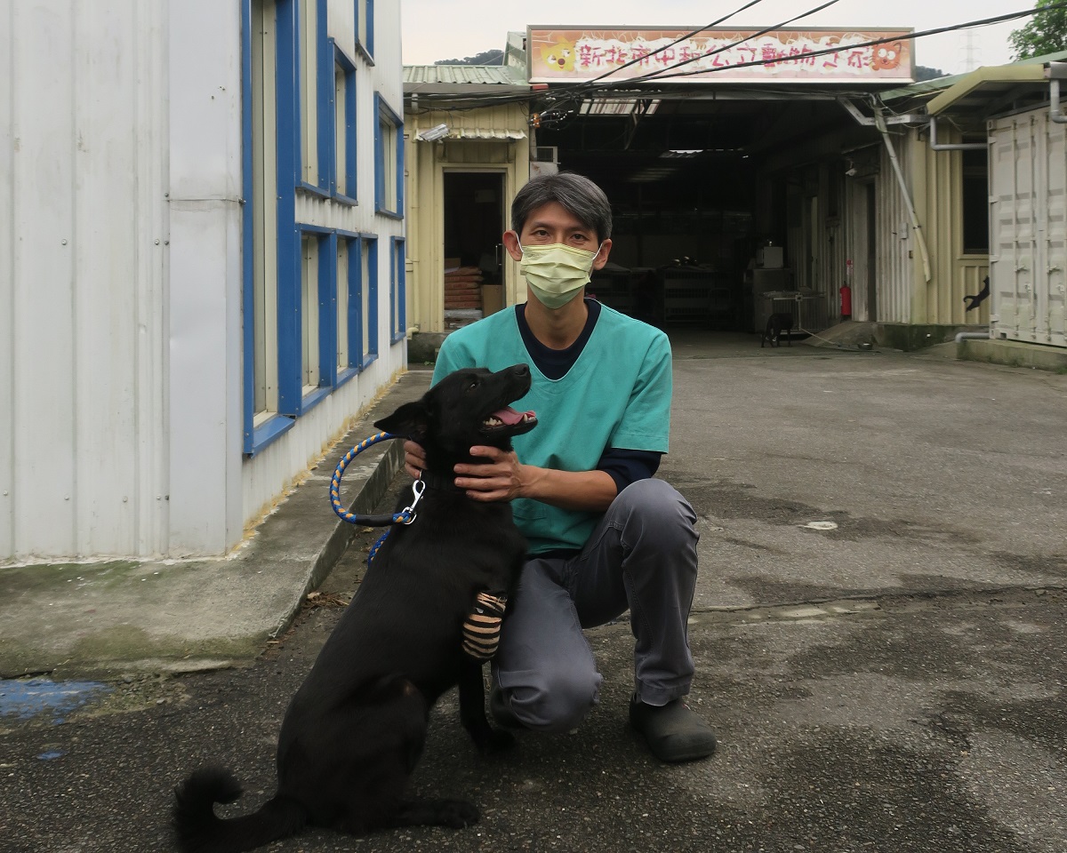 「黑妹」因左後腳肌肉萎縮骨頭外露，獸醫師黃繼霆只得將左後腳完全截肢避免後續感染，術後復原良好。 圖：新北市動保處提供
