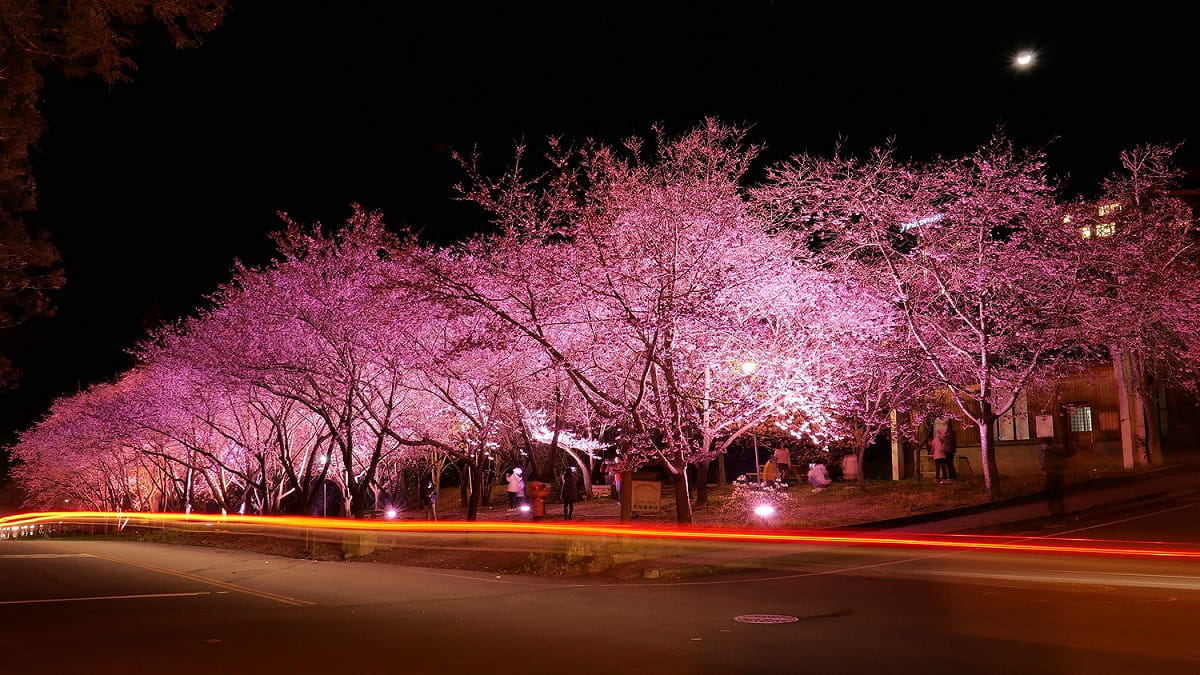 武陵農場夜間美景。 圖：武陵農場／提供