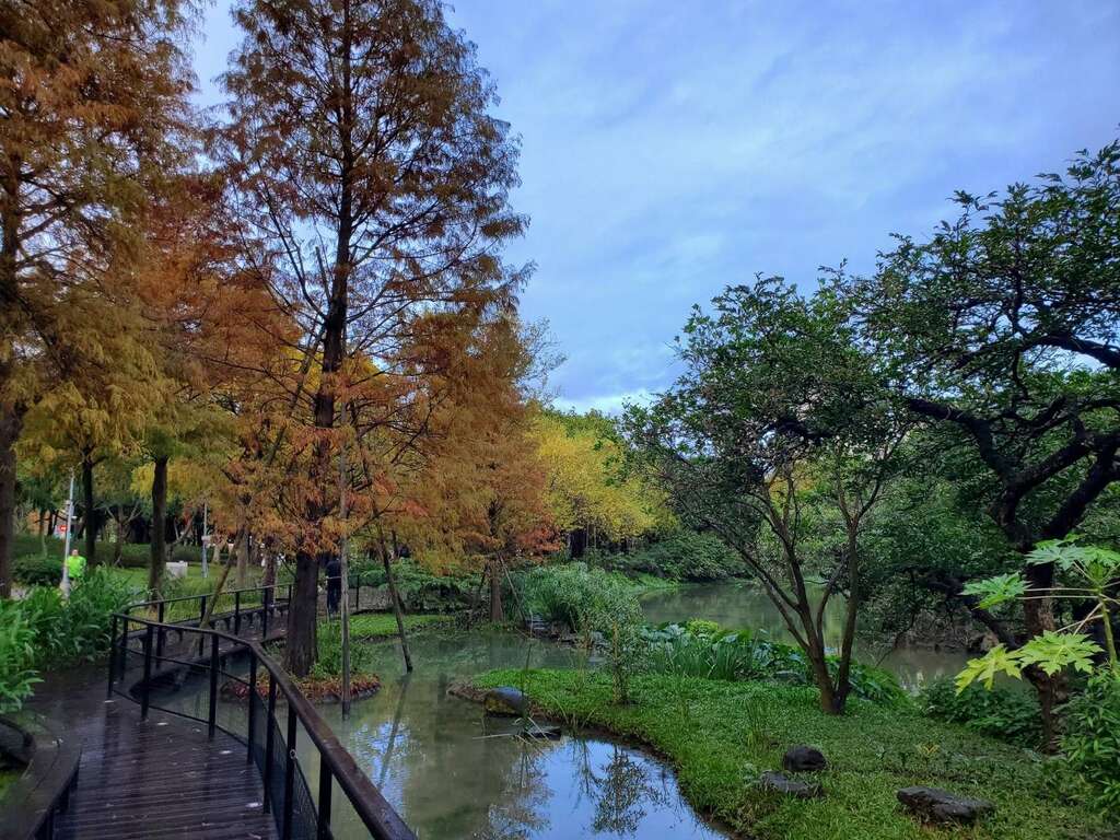 大安森林公園大生態池旁落羽松已然變色。 圖：台北工務局／提供