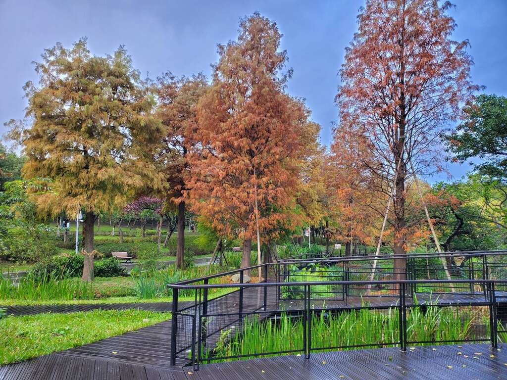 大安森林公園美麗的落羽松。 圖：台北工務局／提供