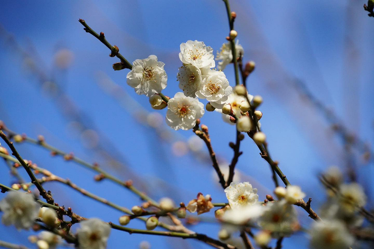 目前武陵農場梅花也已開花，雖然還沒開滿，但從局部來看還是很美。 圖：取自武陵農場臉書