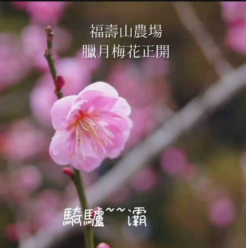 福壽山農場的梅香也已盛開。 圖：取自福壽山農場臉書
