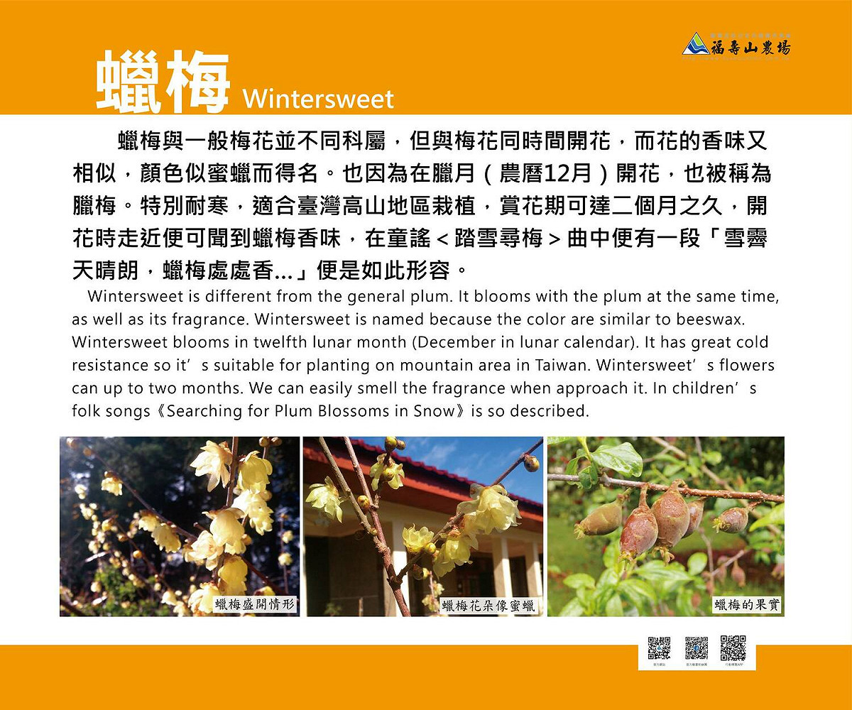 蠟梅和梅花是屬於不同科屬，只是很多類似的特質所以常被搞混。 圖：取自福壽山農場臉書