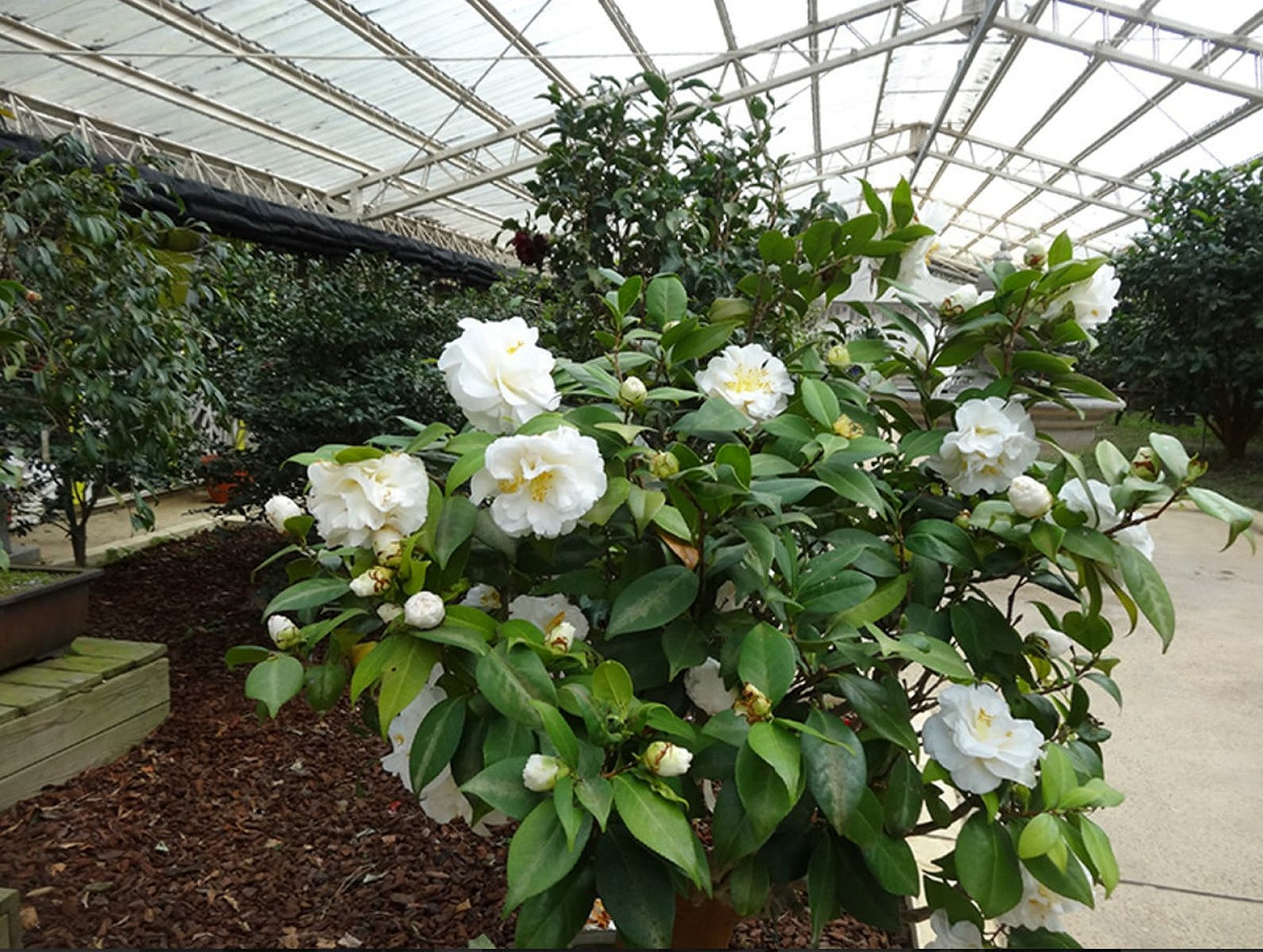 台北茶花展今(6)日登場。 圖：翻攝自花卉試驗中心
