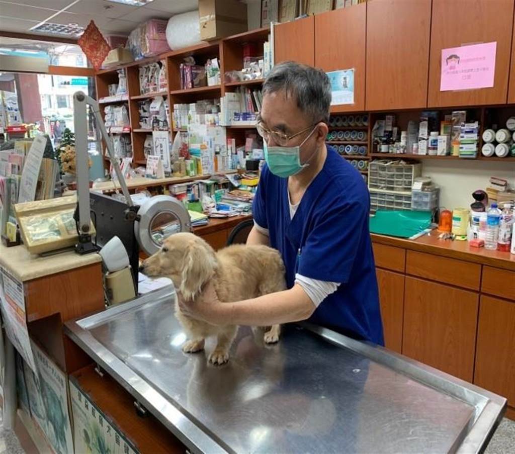動物醫院獸醫師為動物理學檢查。 圖：新北市動保處提供