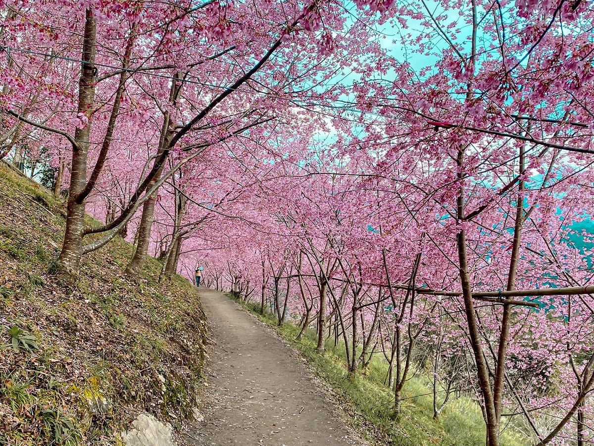 司馬庫斯今年的櫻花季即將於2月10日起登場，目前126間房已滿房，不過民眾仍可安排一日遊，1月15日就可以申請通行證。 圖：翻攝自司馬庫斯FB