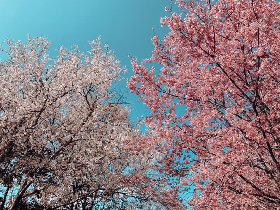 司馬庫斯有「上帝的部落」的美稱。(去年資料照) 圖：取自司馬庫斯臉書