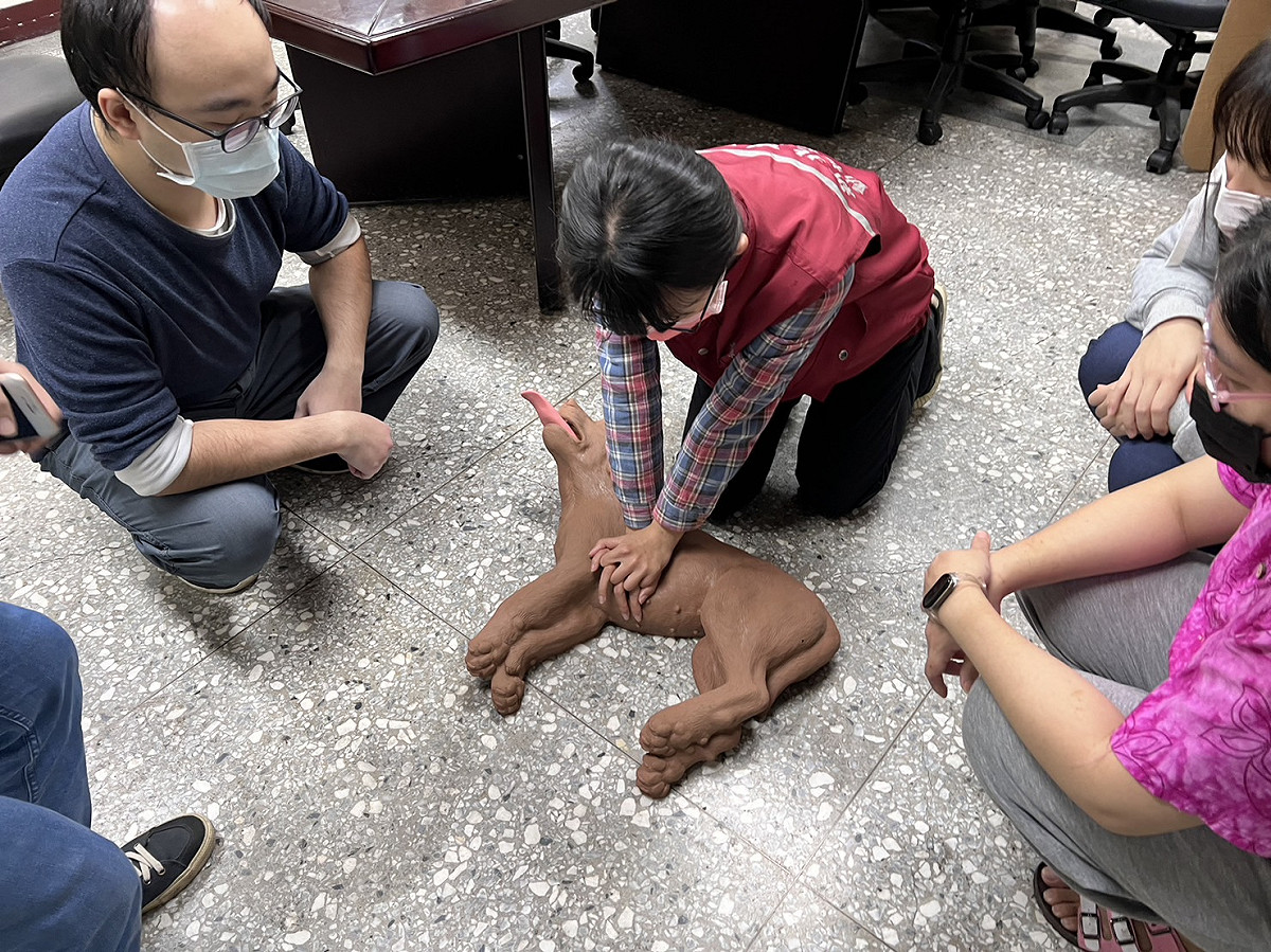 若只有單人操作，可以遵循 30：2 原則—壓胸 30 次後吹 2 口氣，接著再重新開始壓胸。 圖：新北市動保處提供
