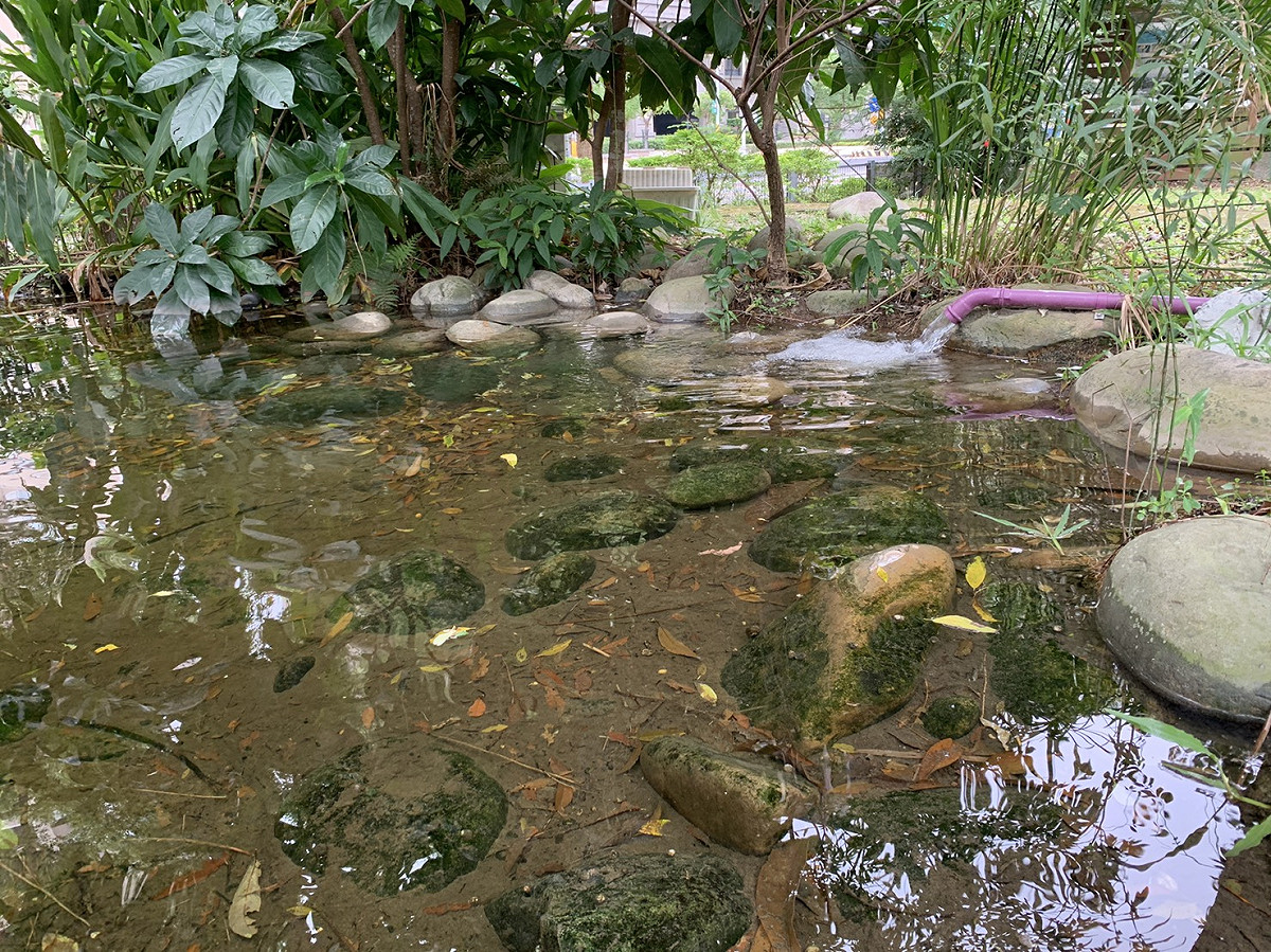桃子腳國中小生態池水源採用污水場回收水。 圖：新北市水利局提供