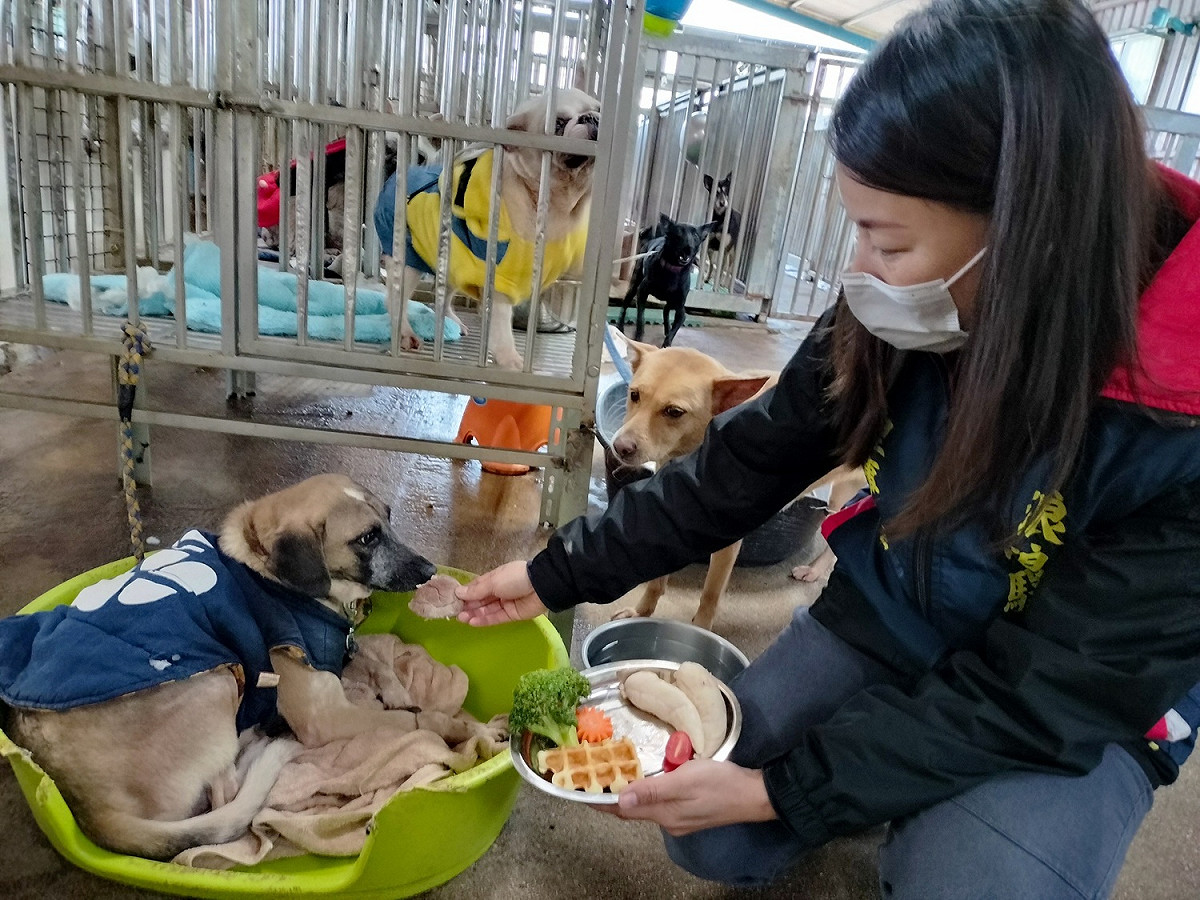 理事長陳若馨餵食浪浪們豐富大餐。 圖：新北市動保處提供