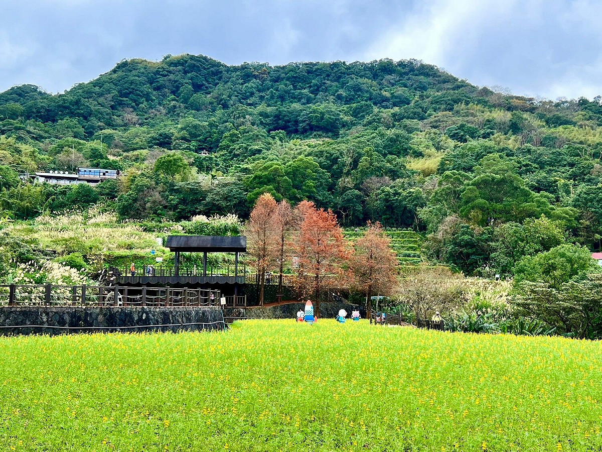 樟樹步道魯冰花海。 圖：台北市政府工務局大地工程處／提供