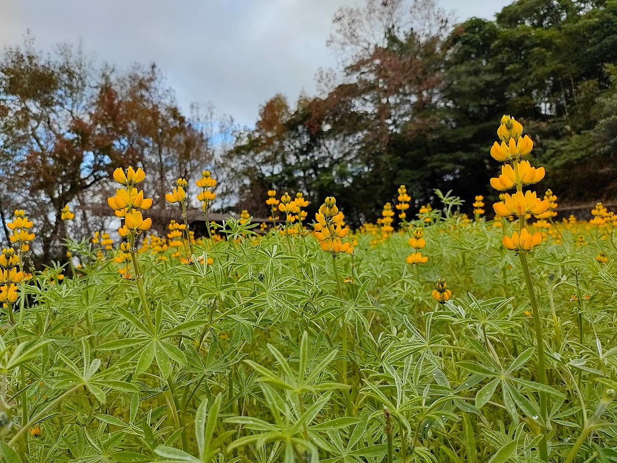 位於貓空樟樹步道的魯冰花，一整片黃澄澄花海宛如仙境。 圖：台北市政府工務局大地工程處／提供