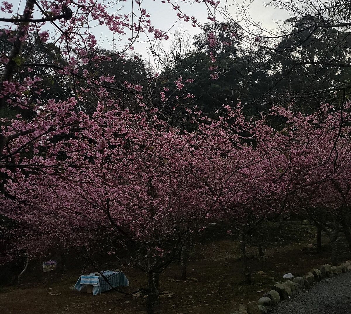 桃源寶山櫻花季1/14開跑。 圖：寶山社區發展協會/提供