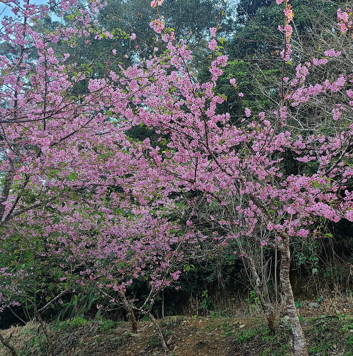 寶山櫻花公園群櫻綻放。 圖：寶山社區發展協會/提供