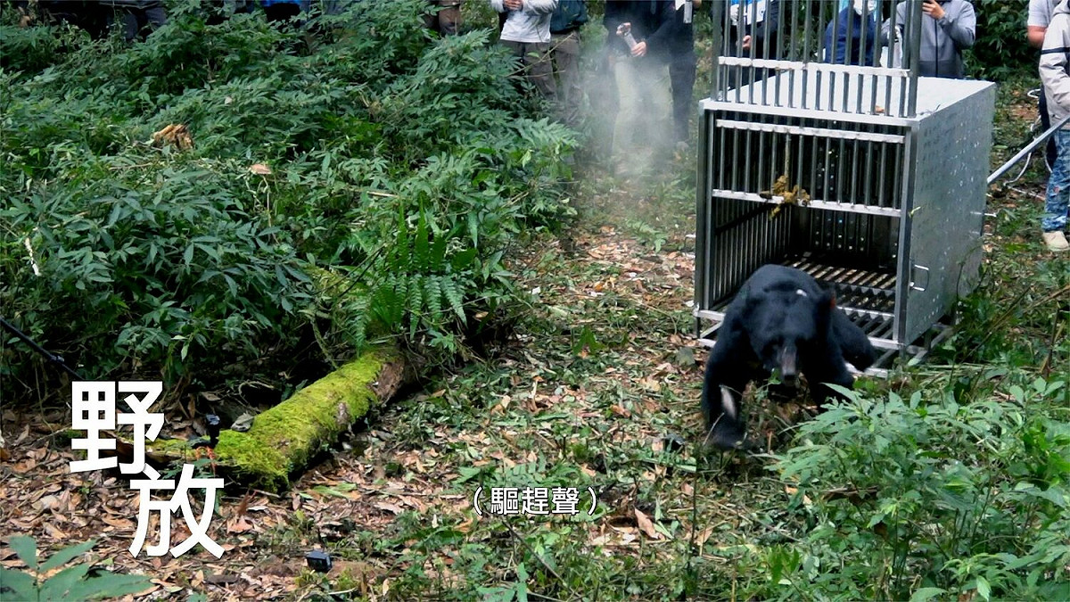 《一隻臺灣黑熊之死》畫面之一。   參山處/提供