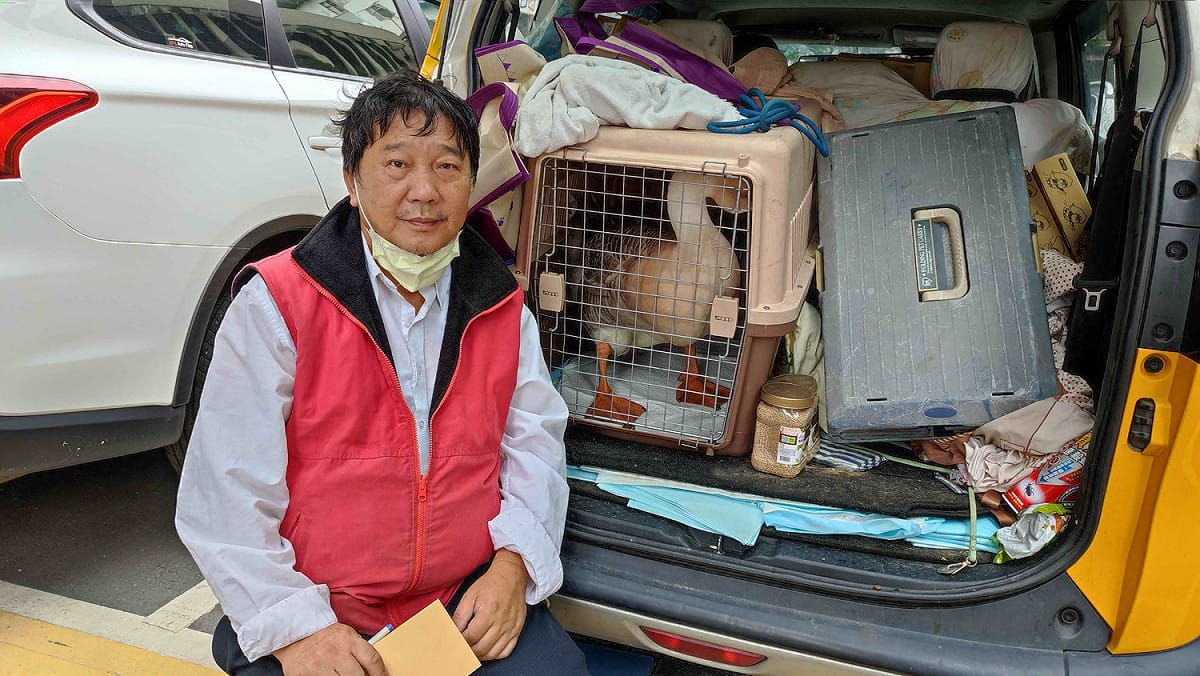 「毛寶貝菩薩」尤河清開專車送「鵝」子。 圖：新北市動保處提供