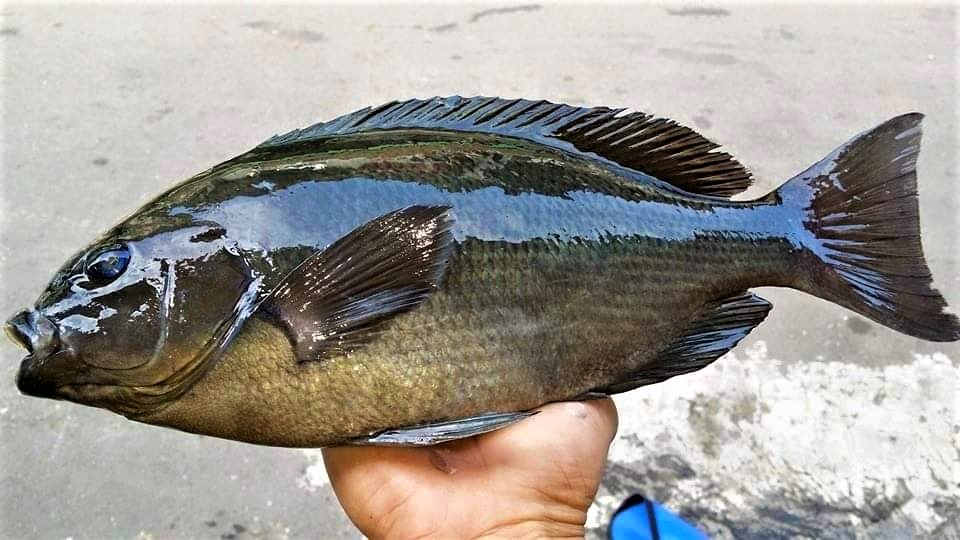 冬季的黑毛體型較大且肉質較為結實並富含藻香味。 圖：新北市漁業處提供