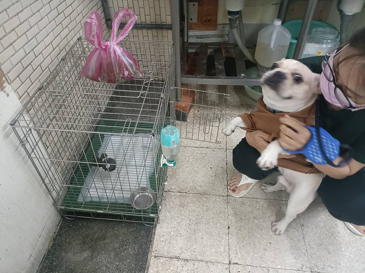 新飼主與奶茶的互動。 圖：新北市動保處提供