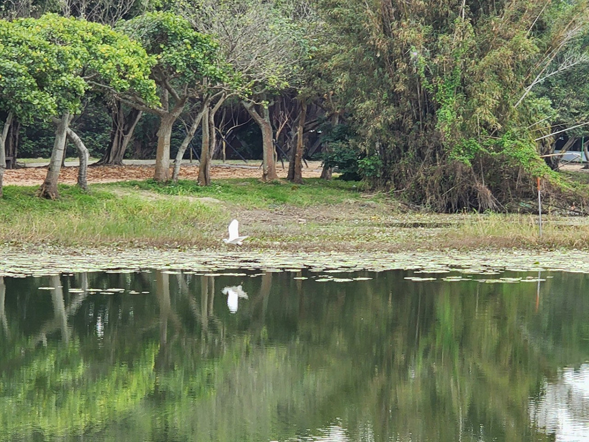 八里十三行文化公園周邊改善-生態池。 圖：新北市高灘處提供