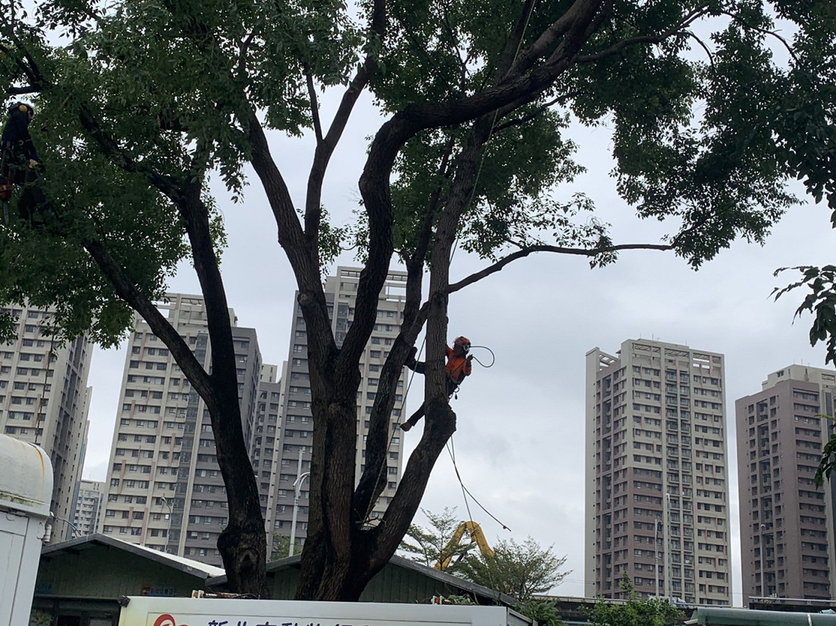 憑藉著繩索攀樹很快就到了樹頂。 圖：新北市動保處提供