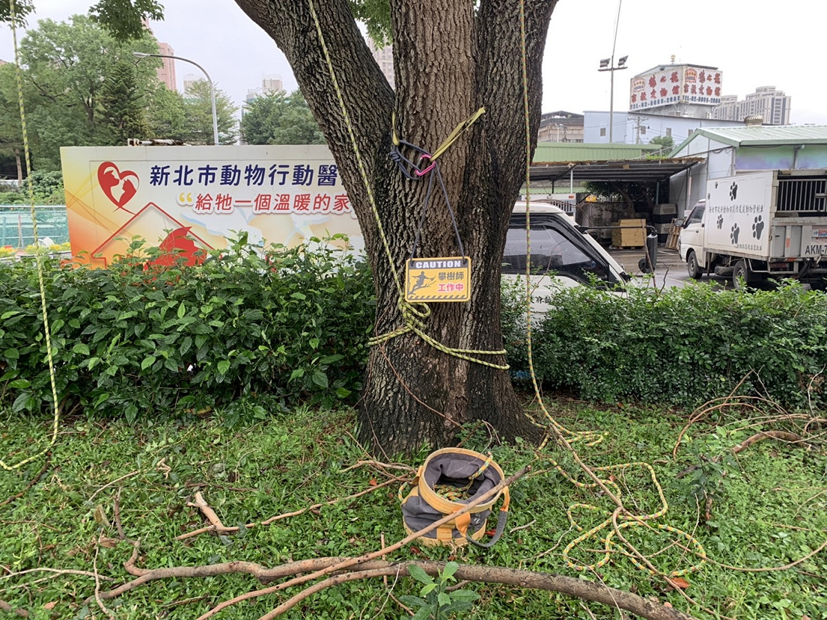 樹木因冬季寒冷潮濕表面濕滑。 圖：新北市動保處提供
