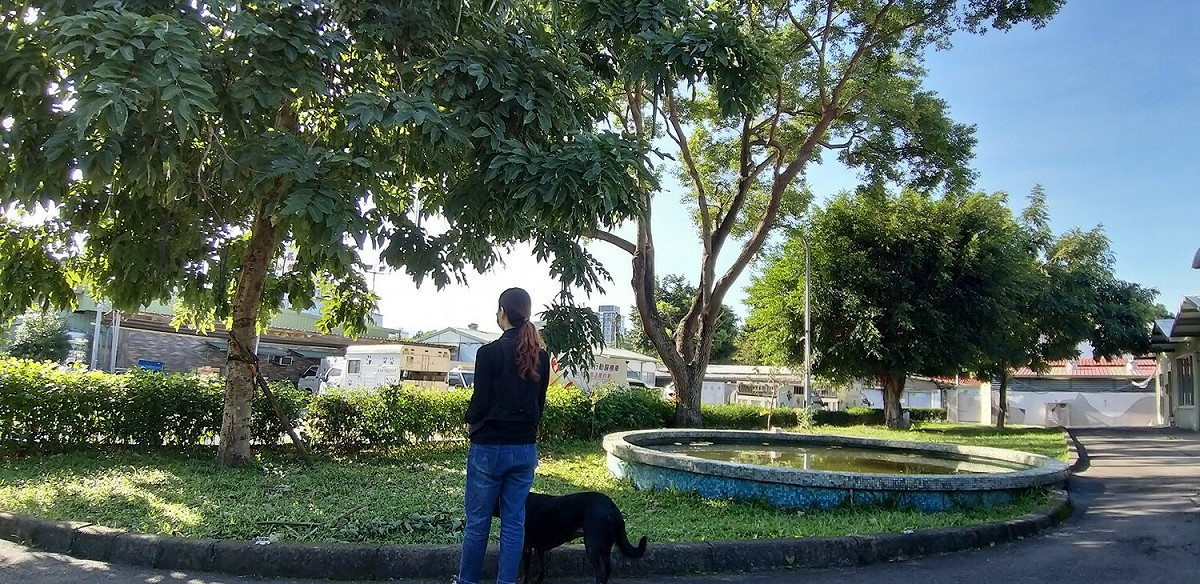 攀樹師修剪使樹木傷害減到最低，動物及樹木都能和諧生活。 圖：新北市動保處提供