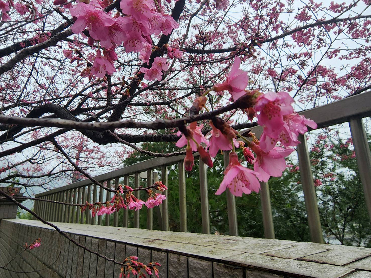 目前約綻放5成左右。 圖：新北市景觀處提供