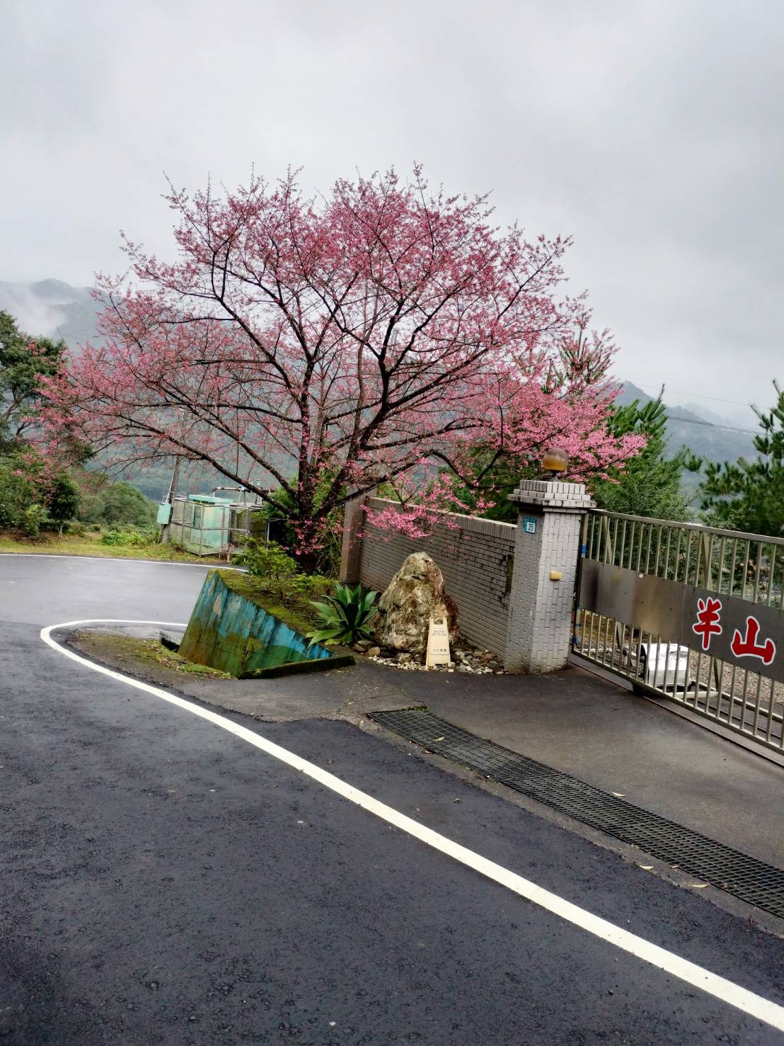 坪林區的法務部矯正署新店戒治所門口的山櫻花搶先綻放。 圖：新北市景觀處提供