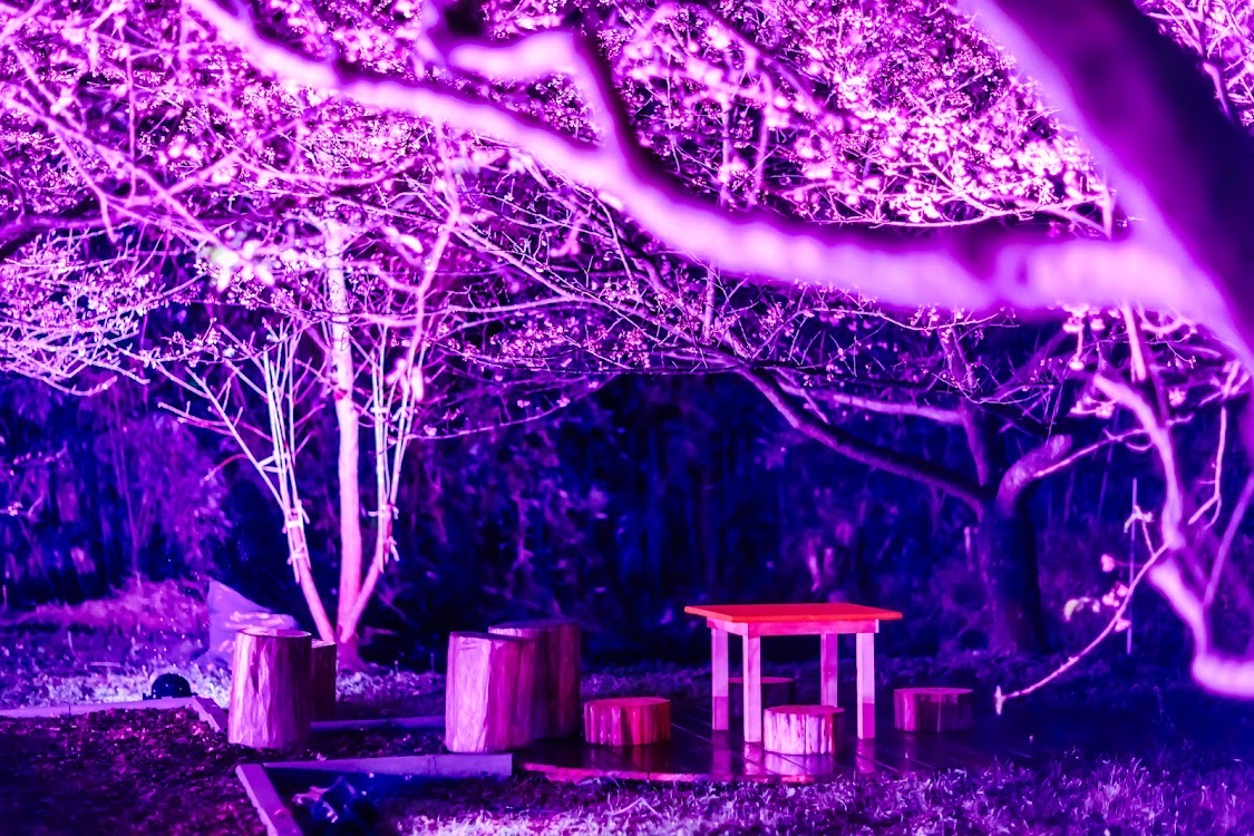 櫻花林下的美景。 圖：新北市景觀處提供