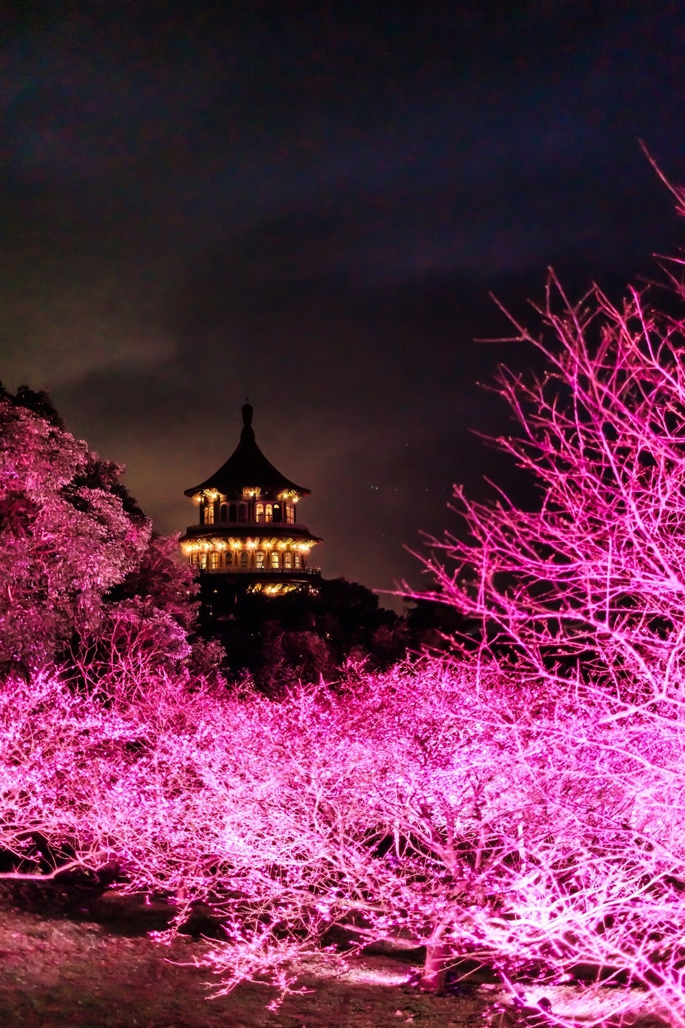天元宮拍攝夜櫻最佳景點。 圖：新北市景觀處／提供
