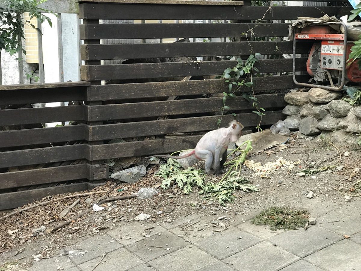 太管處說明，餵食行為會對台灣獼猴帶來許多負面影響，野生獼猴長期經過人類餵食，將改變社會連結行為、覓食能力、活動模式與食性。 圖：太魯閣國家公園管理處／提供