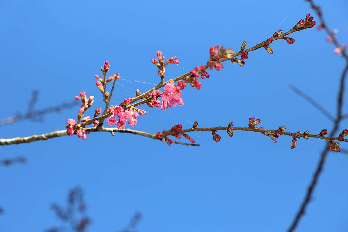 草嶺櫻花花期預計從春節前至3月上旬。 圖：雲林縣政府／提供