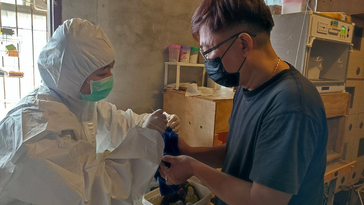動保處至寵物鳥店進行禽流感監採樣監測。 圖：新北市動保處提供