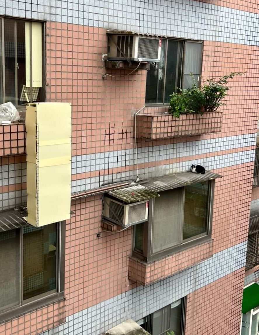 13樓遮雨棚高空救援貓。 圖：新北市動保處提供
