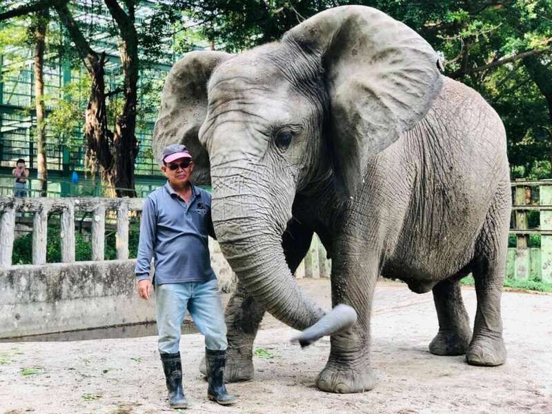 高雄壽山動物園非洲象「阿里」和保育員張永興朝夕相處40年，情同父女。 圖：中央社／高雄市觀光局提供