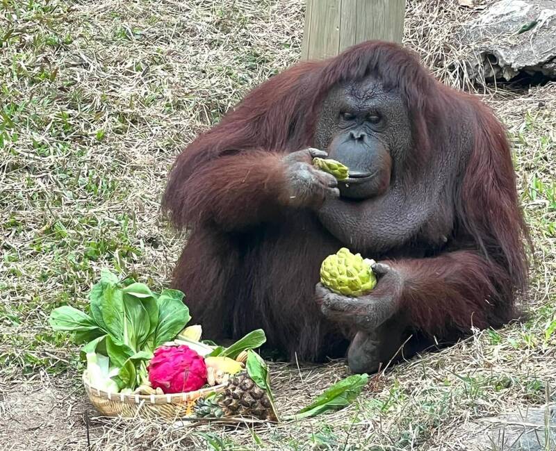 高雄壽山動物園的紅毛猩猩「咪咪」喜歡與人互動，且很聰明，常模仿人類的動作行為。 圖：中央社／高雄市觀光局提供