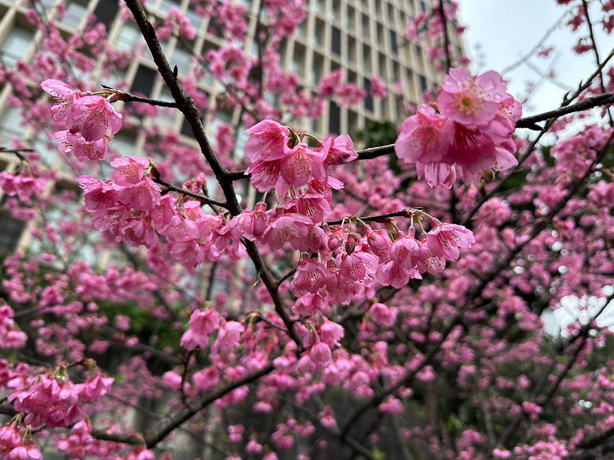 天降粉紅花雨美景。 圖：新北市景觀處提供