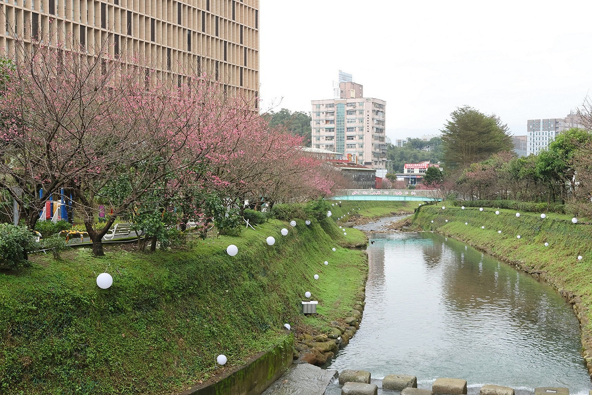 溪畔與兩側櫻花交映的美景。 圖：新北市景觀處提供