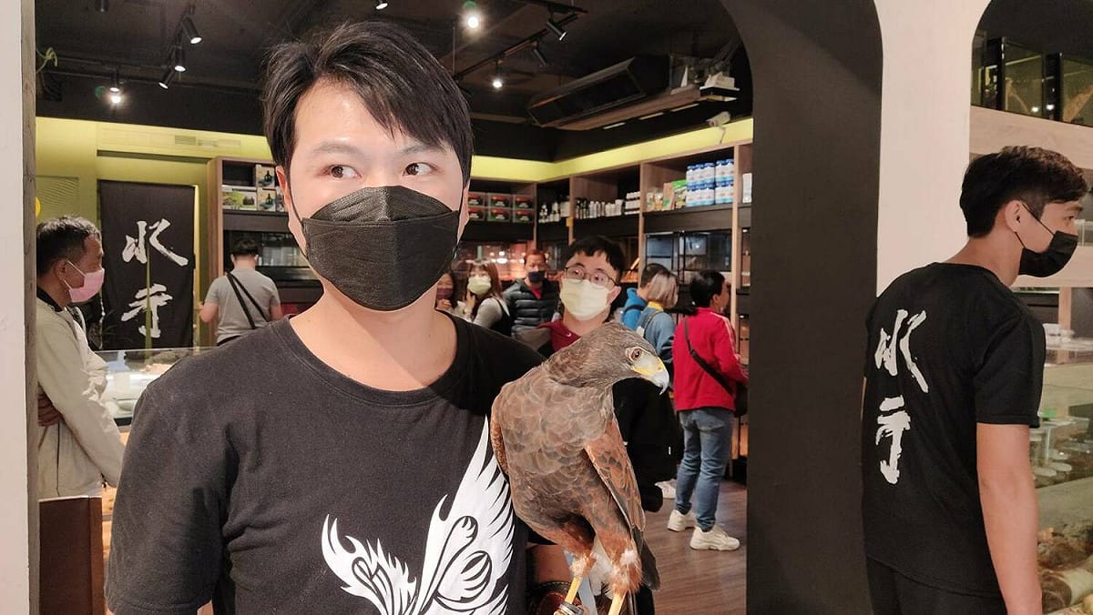 老鷹馴化後也能當寵物養。 圖：孫家銘攝