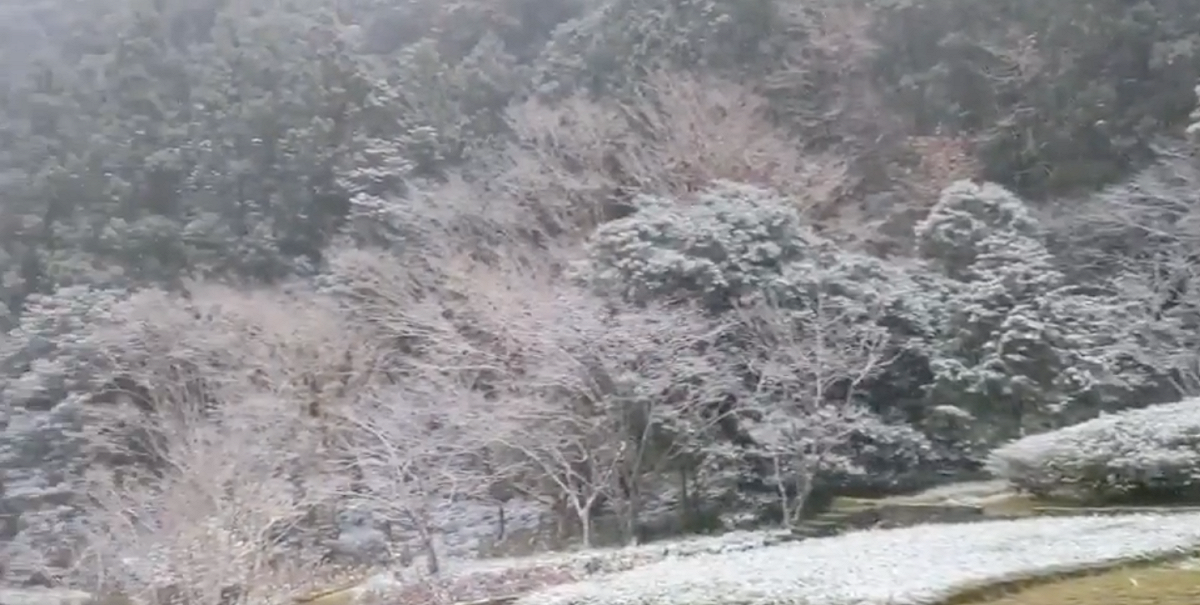 明池國家森林遊樂區下雪美景。 圖：翻攝自明池國家森林遊樂區臉書