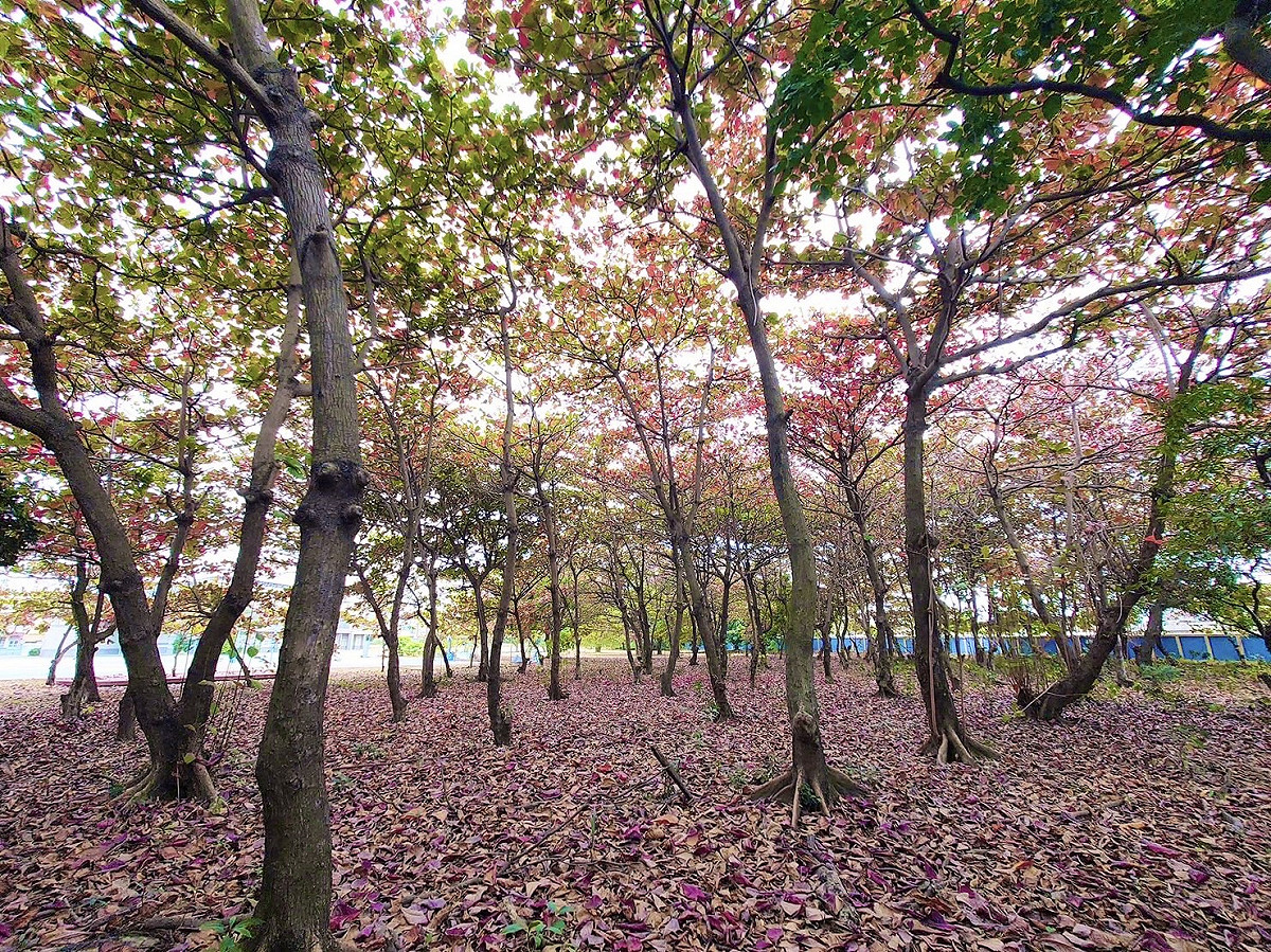中芸國中有「仙境」之稱。 圖：高雄市中芸國中/提供