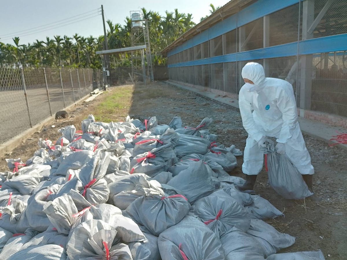 屏東縣鹽埔鄉1處土雞場感染H5N1亞型高病原禽流感病毒。 圖: 屏東縣政府提供