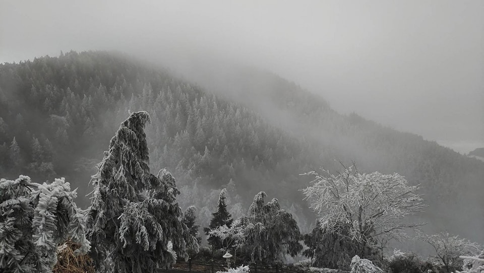 太平山今日霧淞美景。 圖：取自太平山國家森林遊樂區臉書